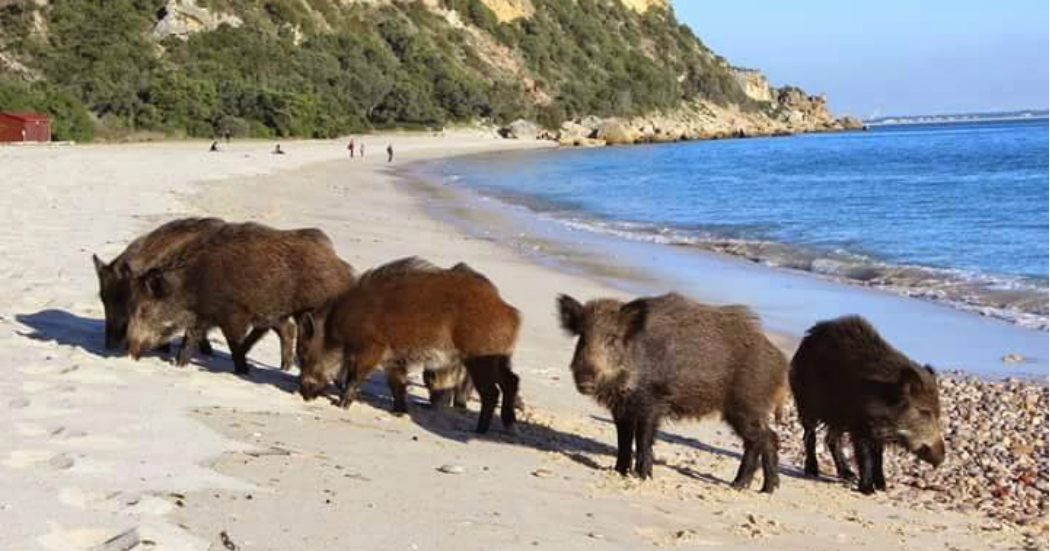 There is a paradise beach in Portugal where wild boars also go for a swim
